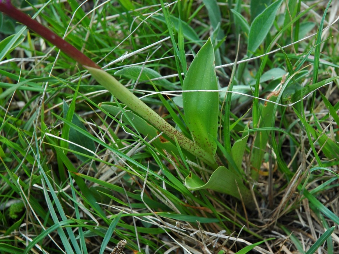 Dactylorhiza  250410